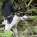 Tashirojima, Miyagi Prefecture: A Day on Cat Island