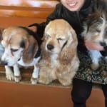 Sekai no Meiken Bokujo: A Haven for Dog Lovers in Gunma!