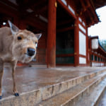 Where are the Friendliest Deer in Japan?