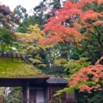 Discovering Kyoto’s Hidden Autumn Treasures – And Avoiding the Crowds