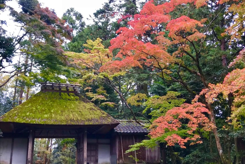 Discovering Kyoto’s Hidden Autumn Treasures – And Avoiding the Crowds