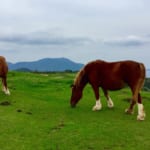 5 Reasons Why the Oki Islands Should Be in Your Japan Bucket List