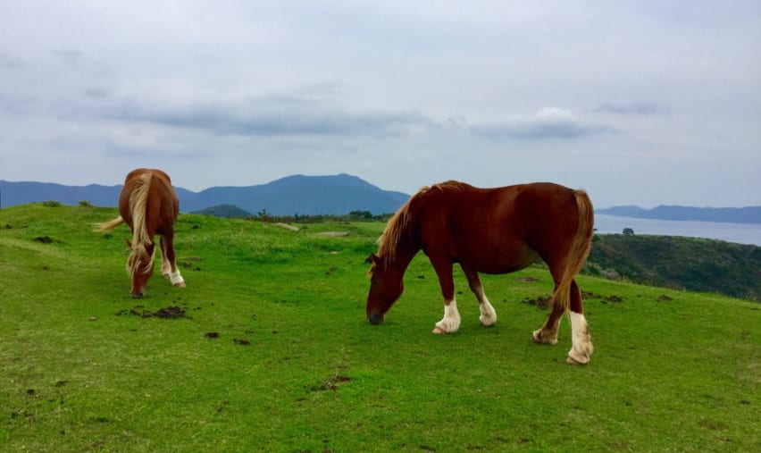 5 Reasons Why the Oki Islands Should Be in Your Japan Bucket List