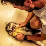 Dog Hill in Nagasaki: My Secret Corgi Cafe